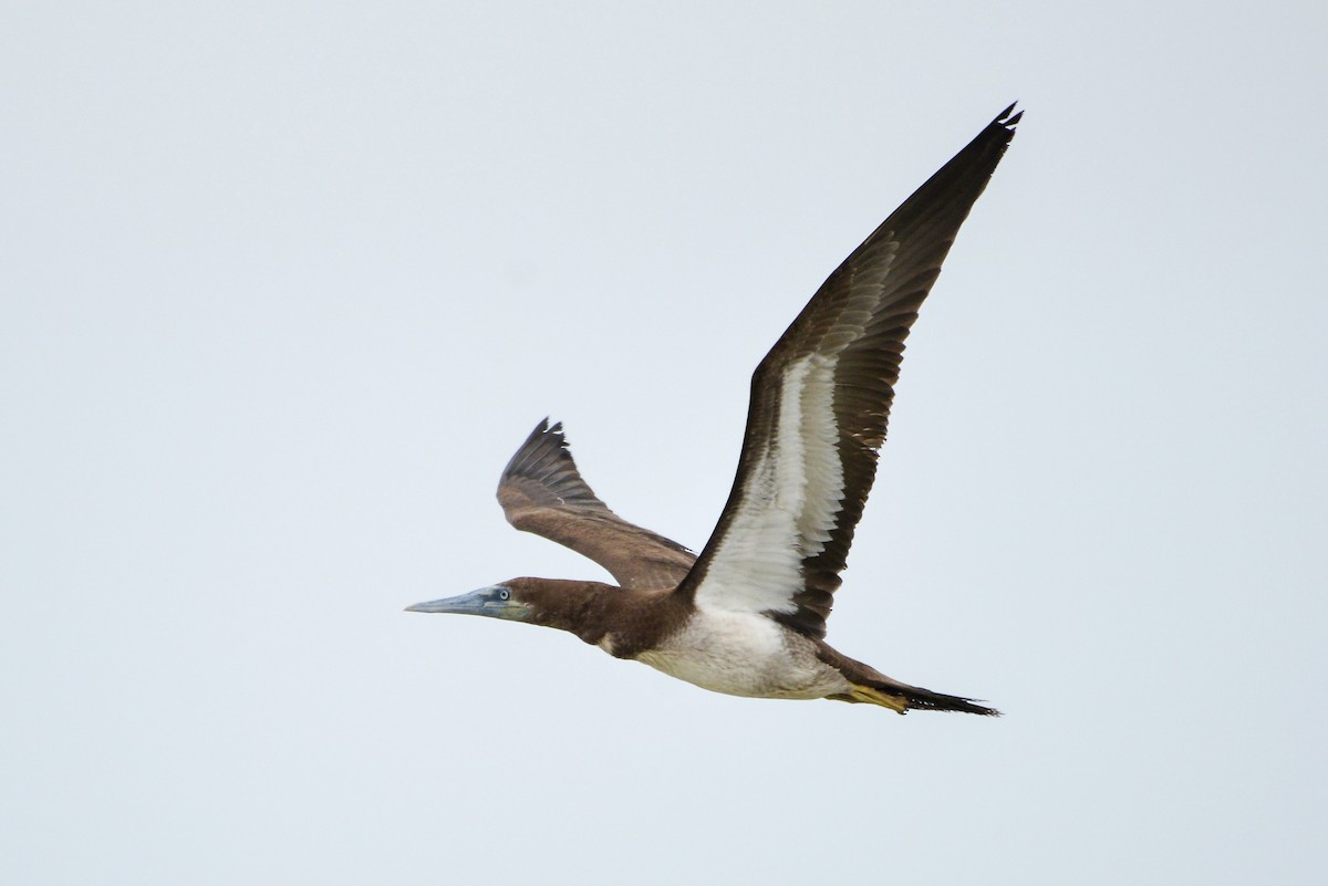 Brown Booby - ML401255191