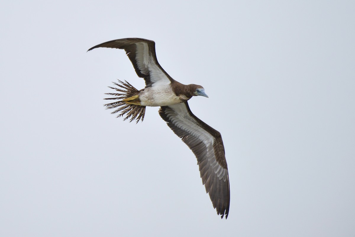 Brown Booby - ML401255281