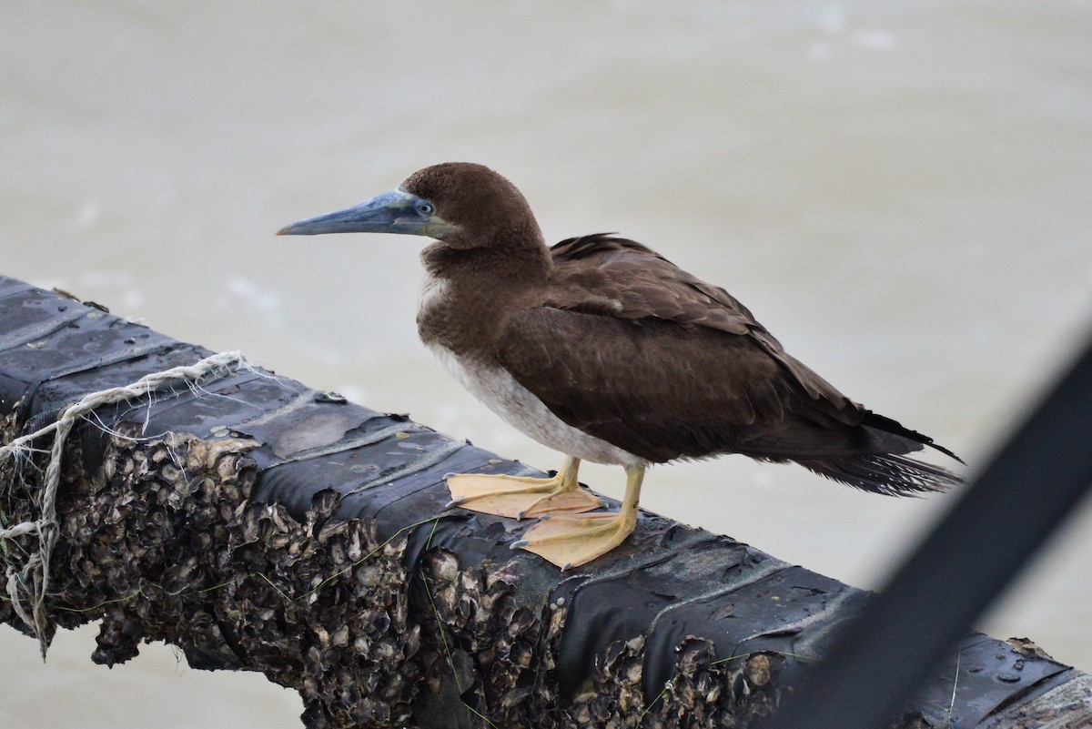 Brown Booby - ML401255331