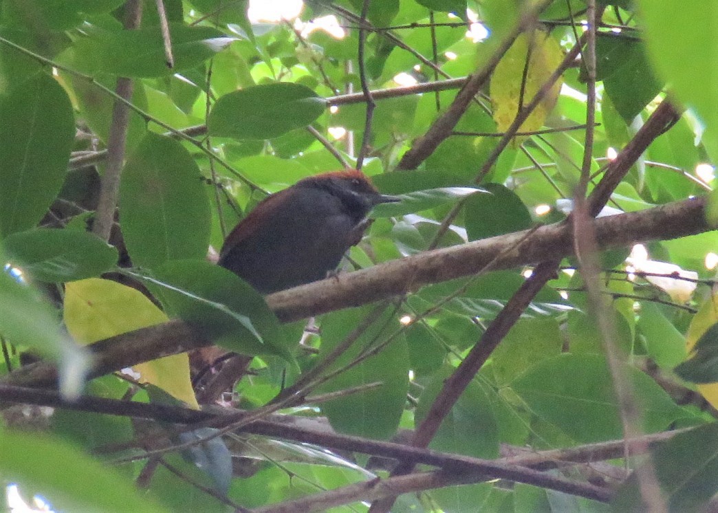 Pinto's Spinetail - ML401255861