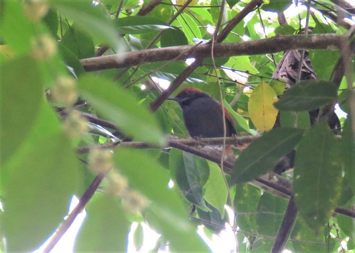 Pinto's Spinetail - ML401255881