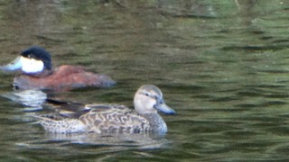 Blue-winged Teal, ML401259761