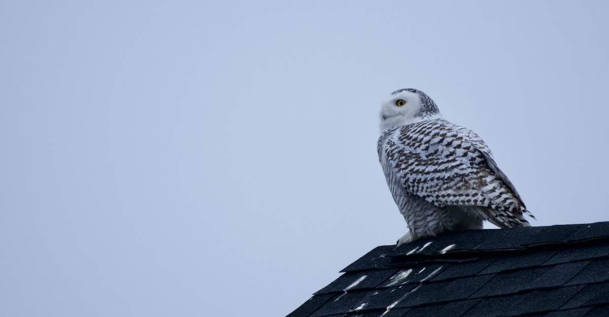 Snowy Owl - ML401260501