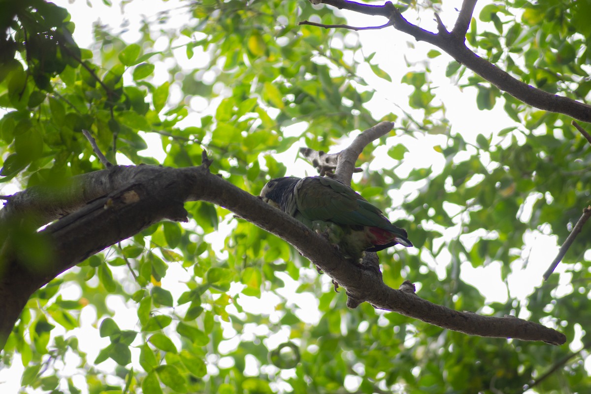 White-crowned Parrot - ML401263251