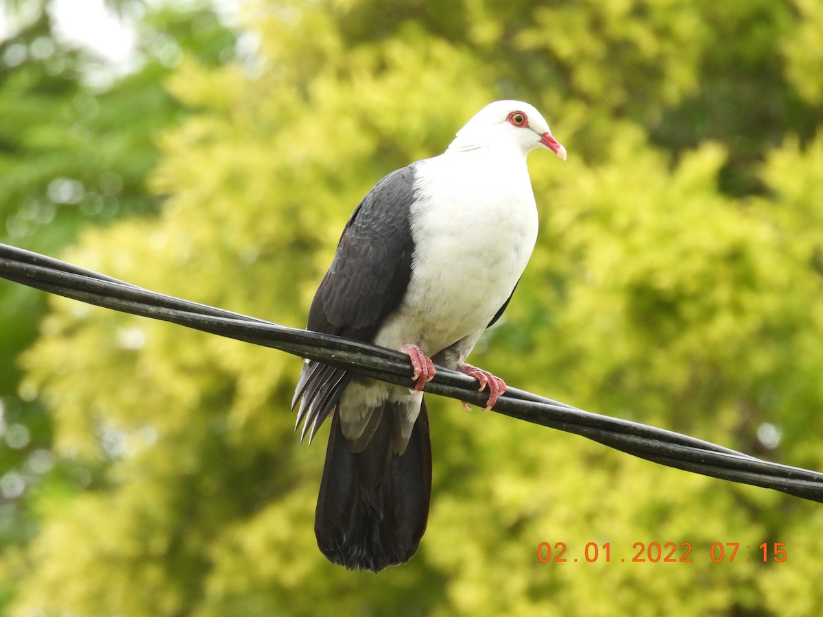 White-headed Pigeon - ML401263881