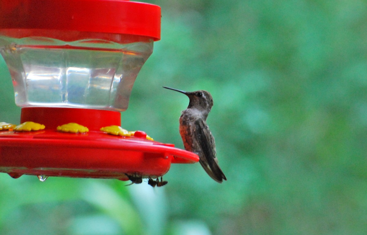 Anna's Hummingbird - Mark Esparza