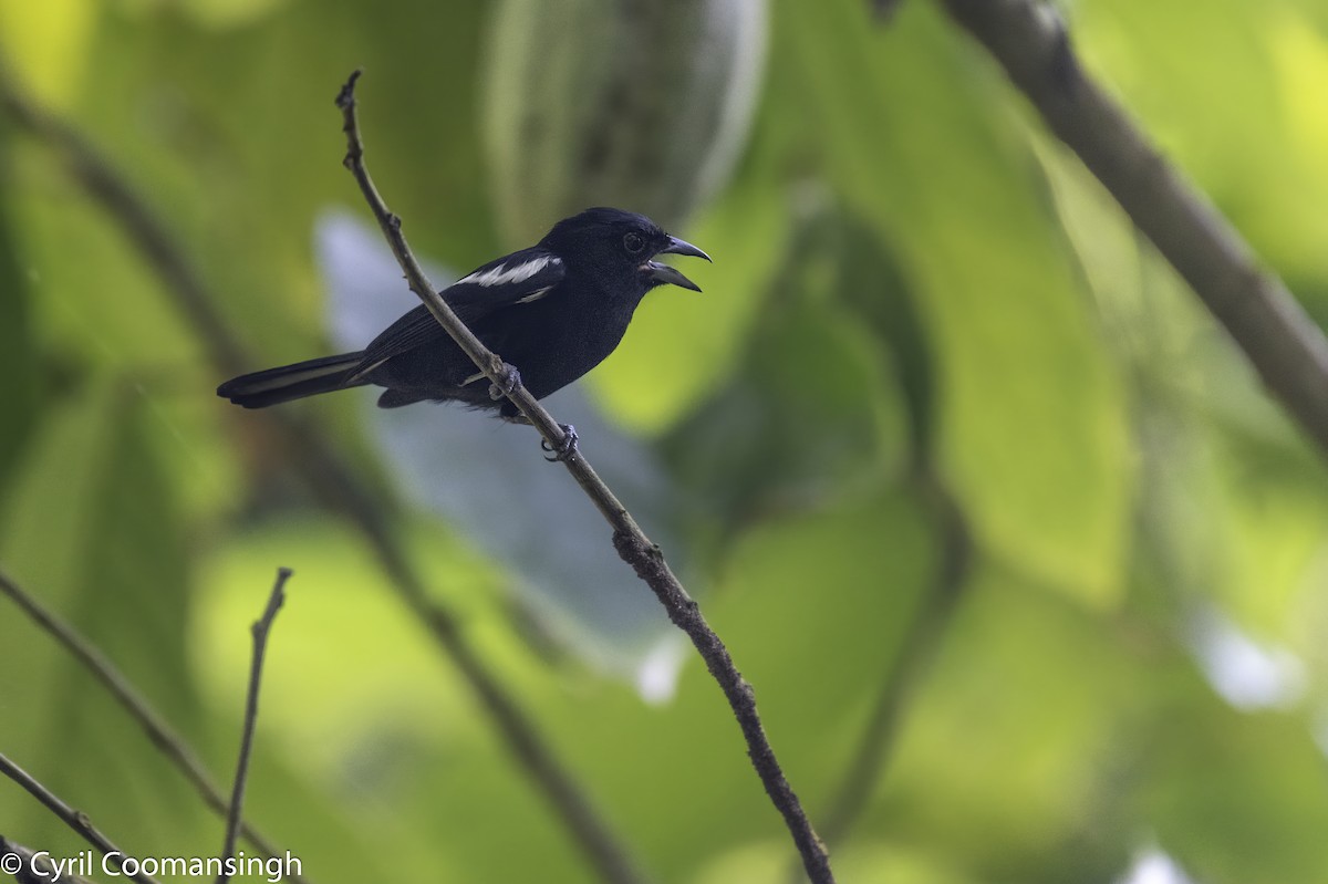 White-shouldered Tanager - ML401269111