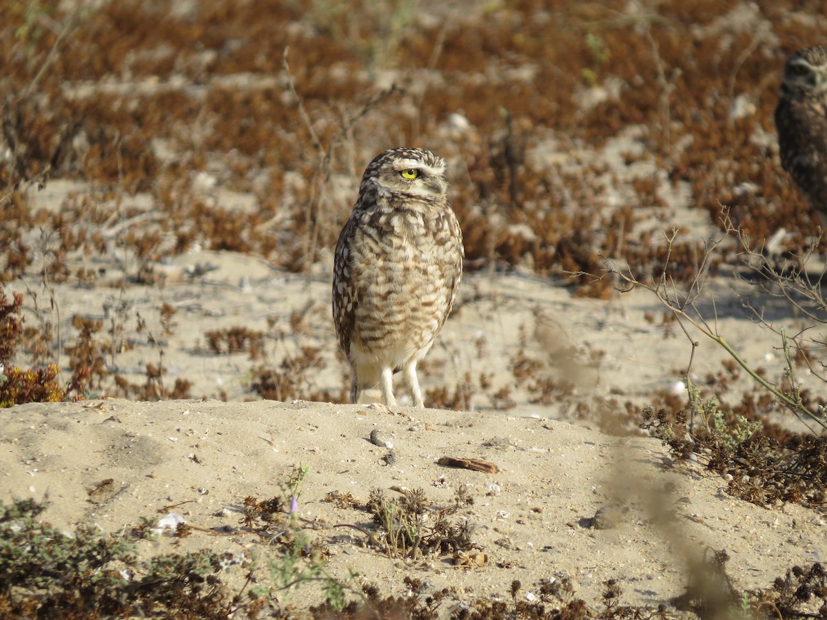 Burrowing Owl - Alistair Poore