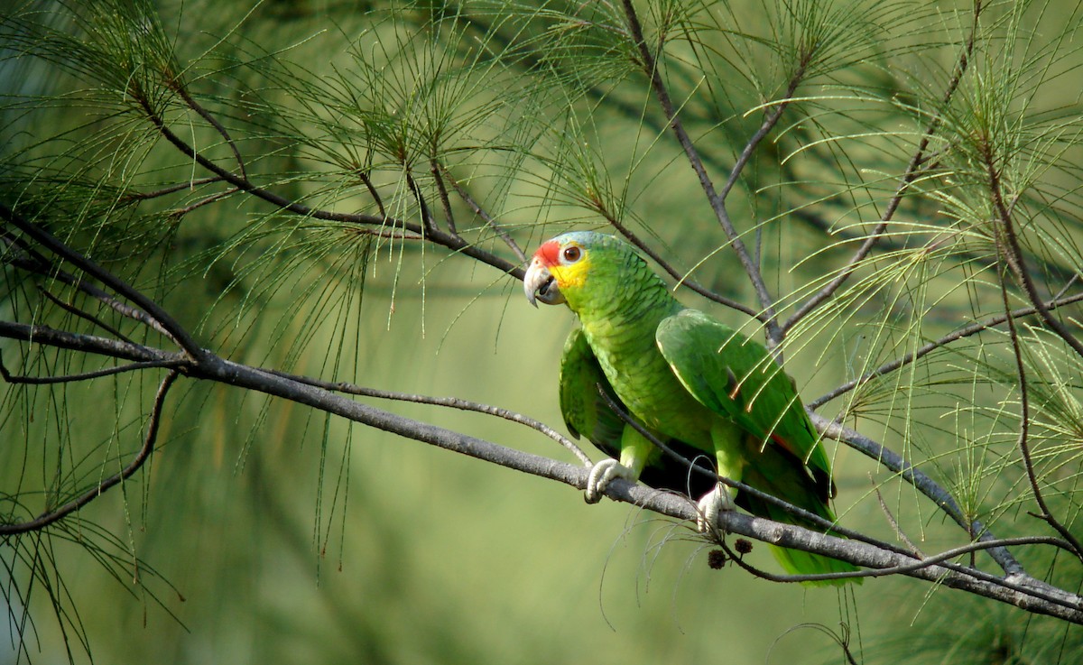 Red-lored Parrot (Red-lored) - Jay McGowan