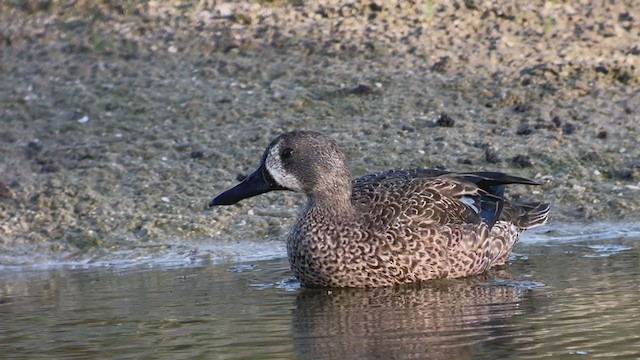 Blue-winged Teal - ML401286781