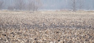 Greater White-fronted Goose, ML401287401
