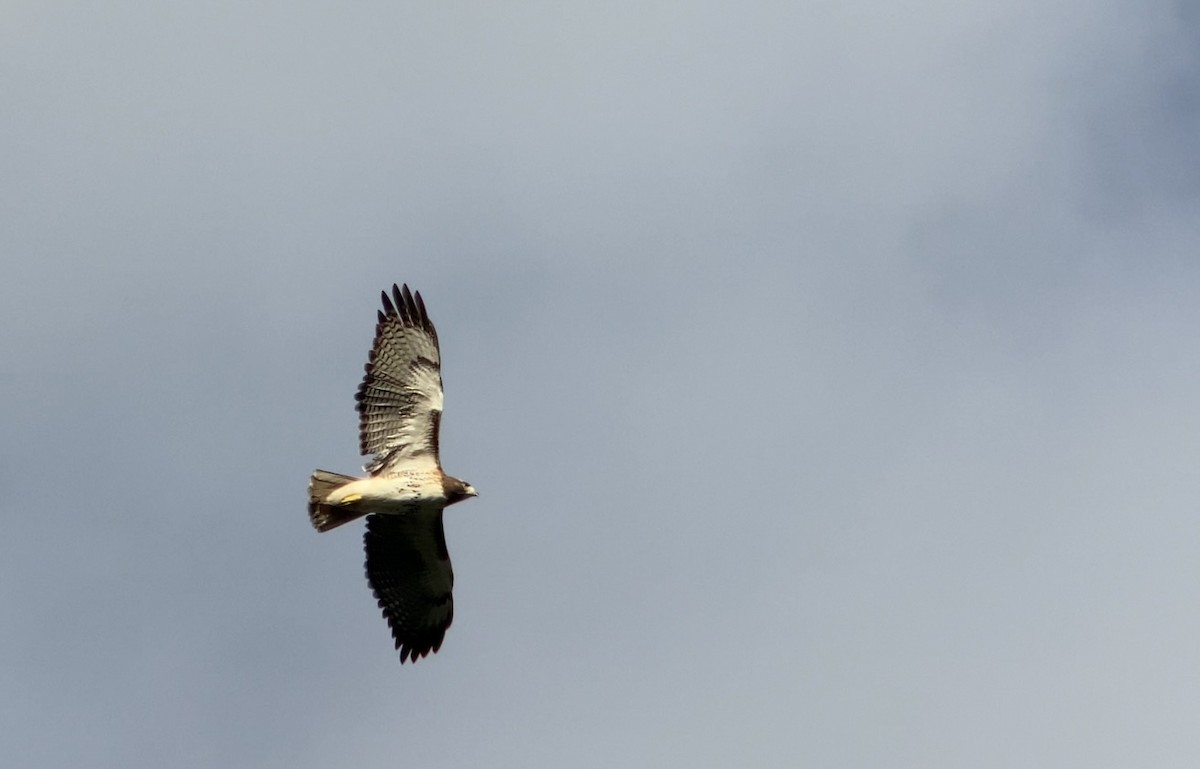 Red-tailed Hawk (umbrinus) - ML401289181