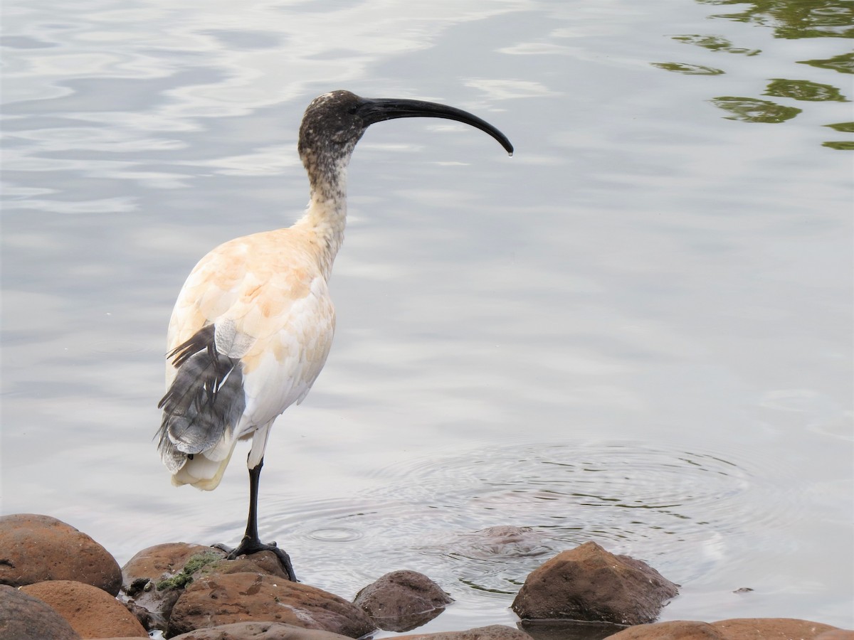 ibis australský - ML401289401