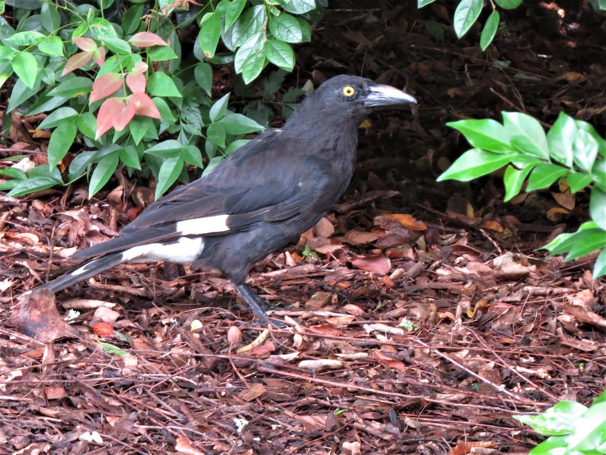 Pied Currawong - ML401289721