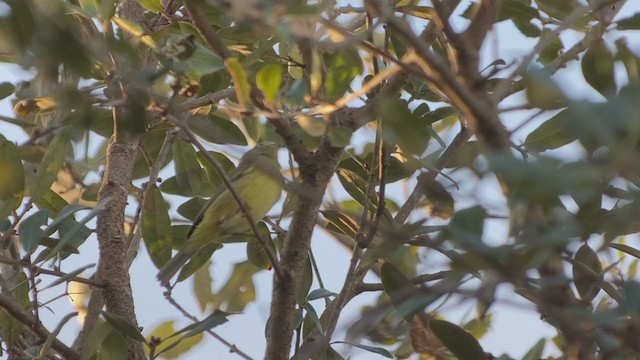Orange-crowned Warbler - ML401290841