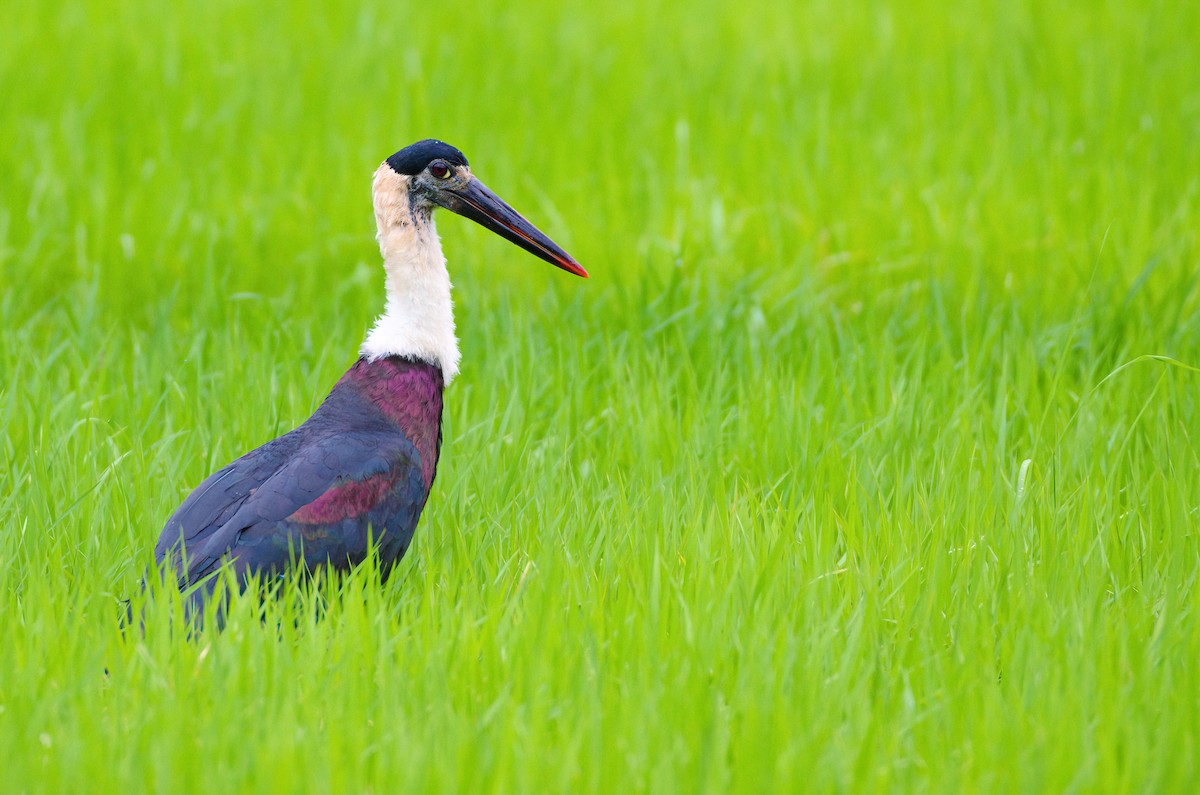 Asian Woolly-necked Stork - ML401291181