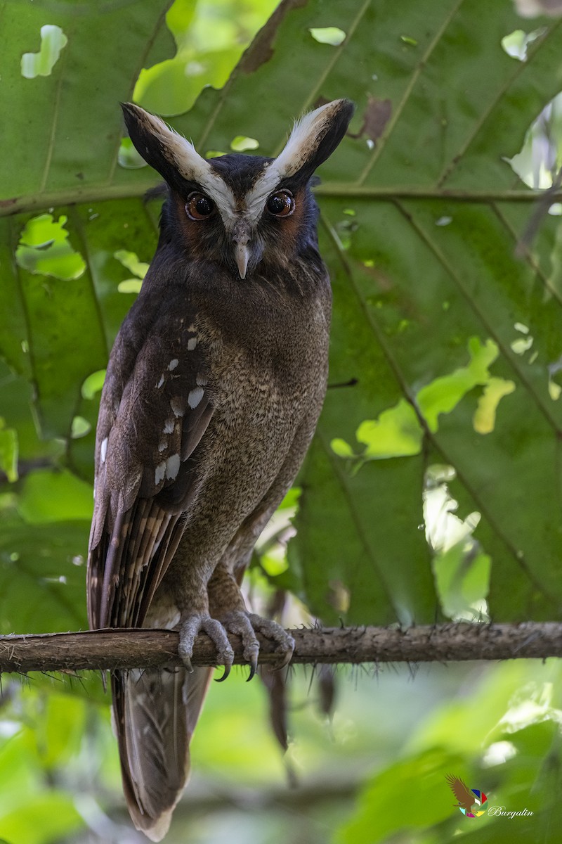 Crested Owl - ML401293401