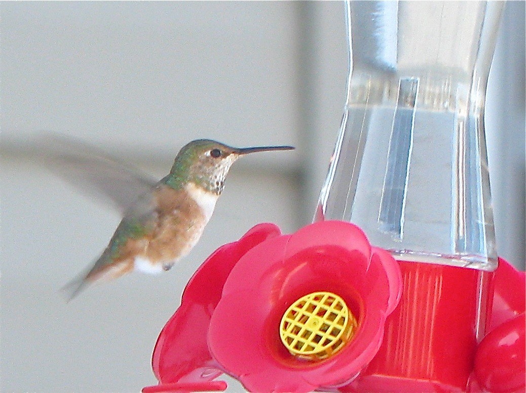 Allen's Hummingbird - ML40129581