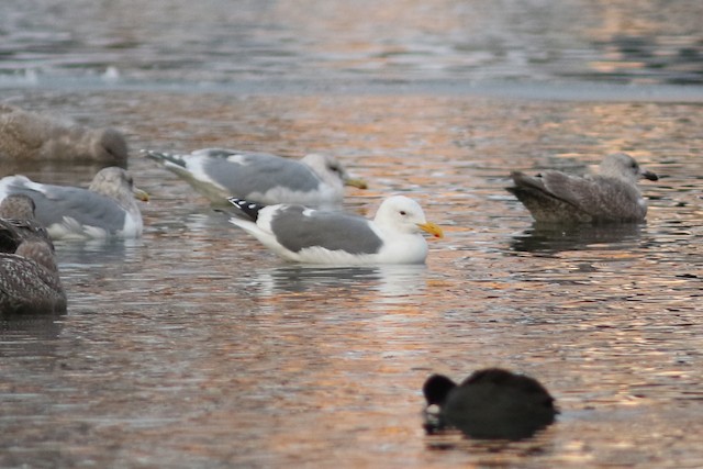 Western x Glaucous-winged Gull (hybrid) at Sardis Park by Jonathan Pap