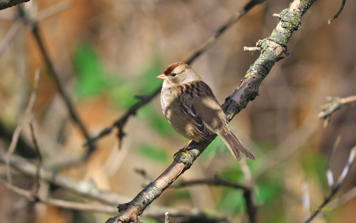 White-crowned Sparrow - Paul Tavares
