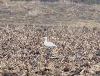 Snow Goose, ML401298231