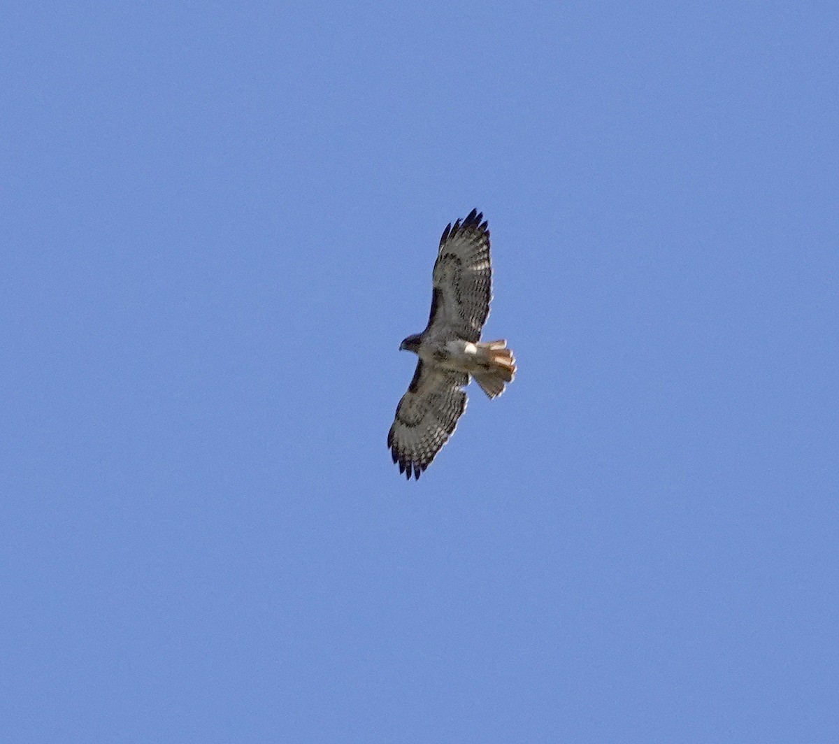 Red-tailed Hawk - ML401301711
