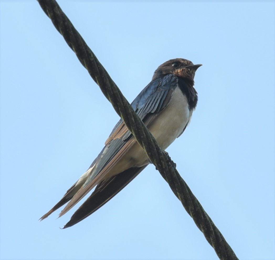 Barn Swallow - ML401301871