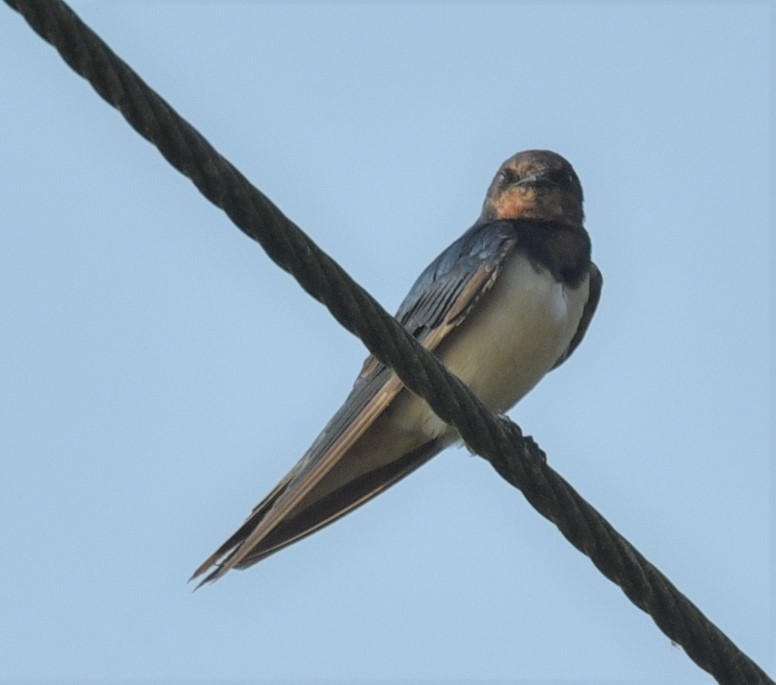 Barn Swallow - ML401302071