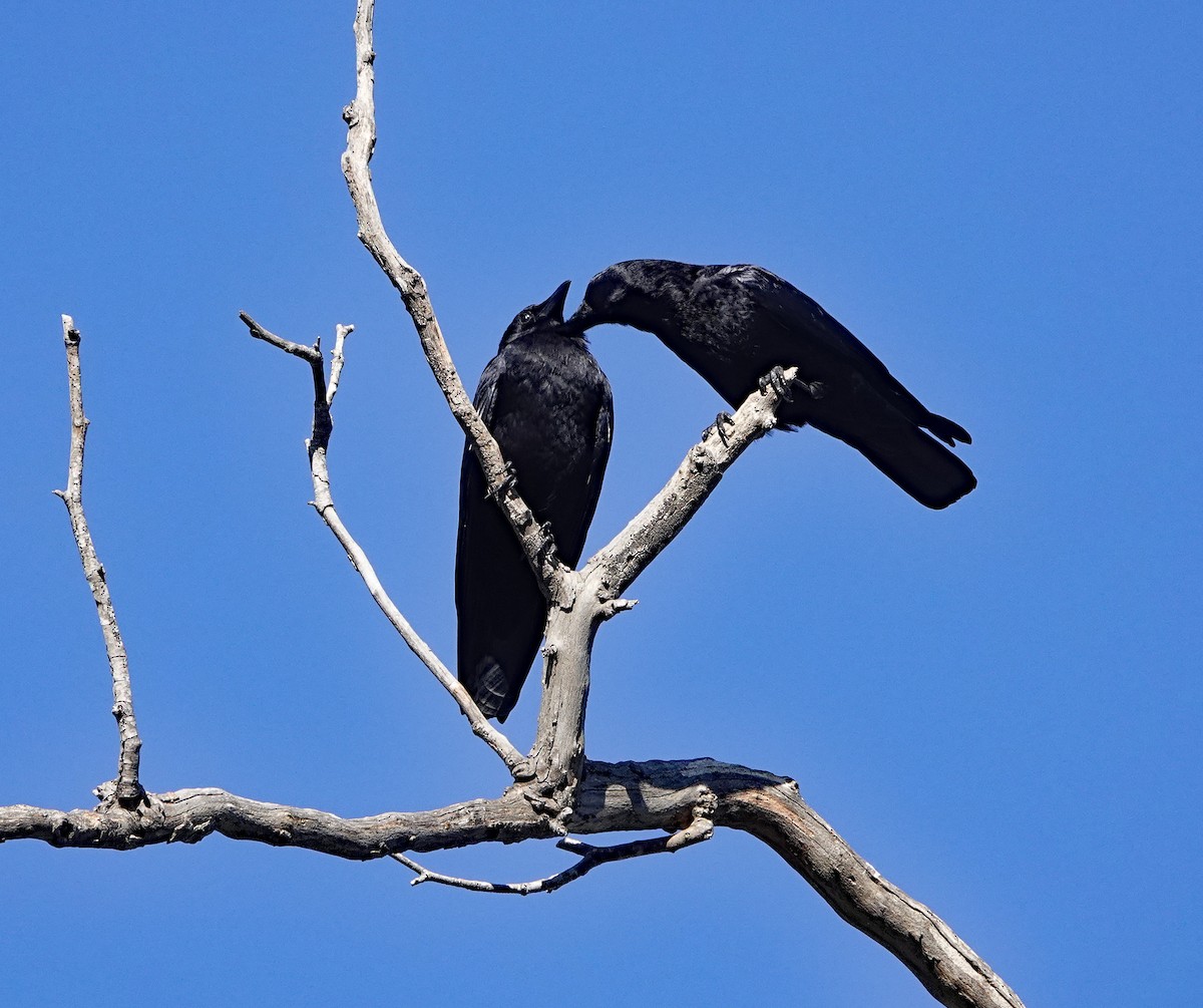 American Crow - ML401303301