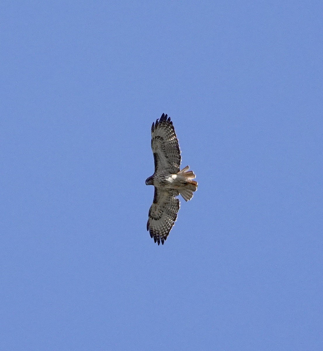 Red-tailed Hawk - ML401303631