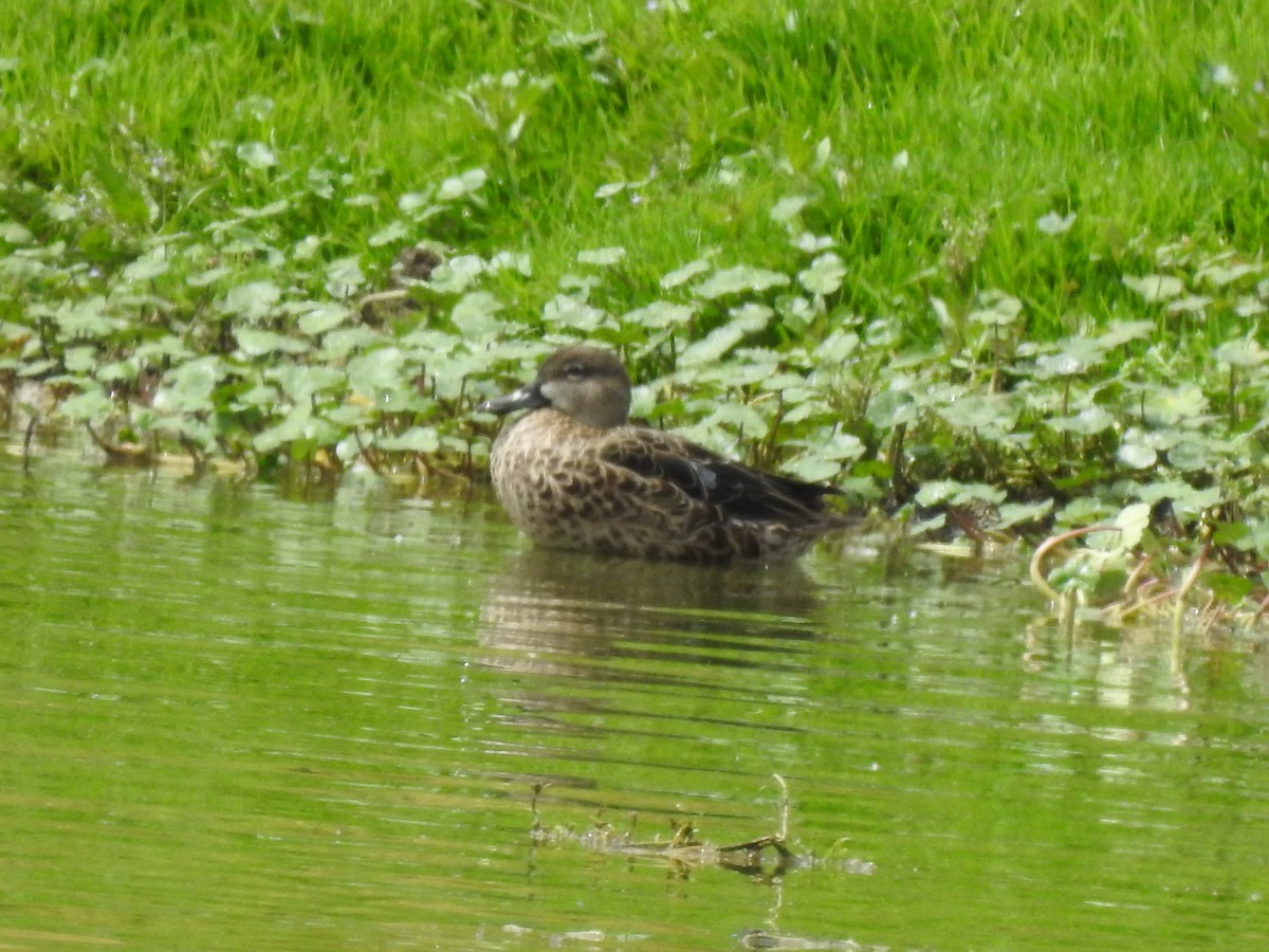 Blue-winged Teal - ML401305011