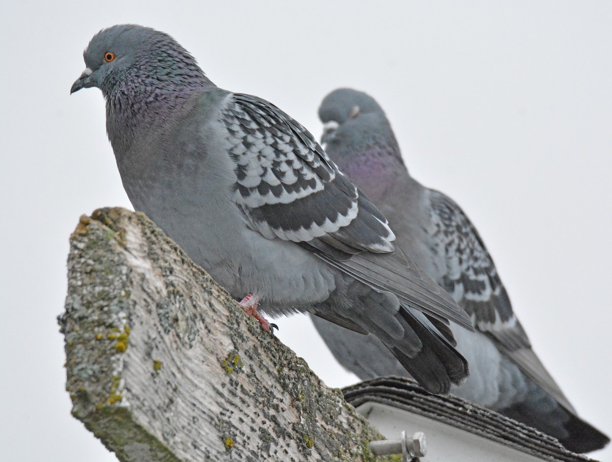 Rock Pigeon (Feral Pigeon) - ML401307081