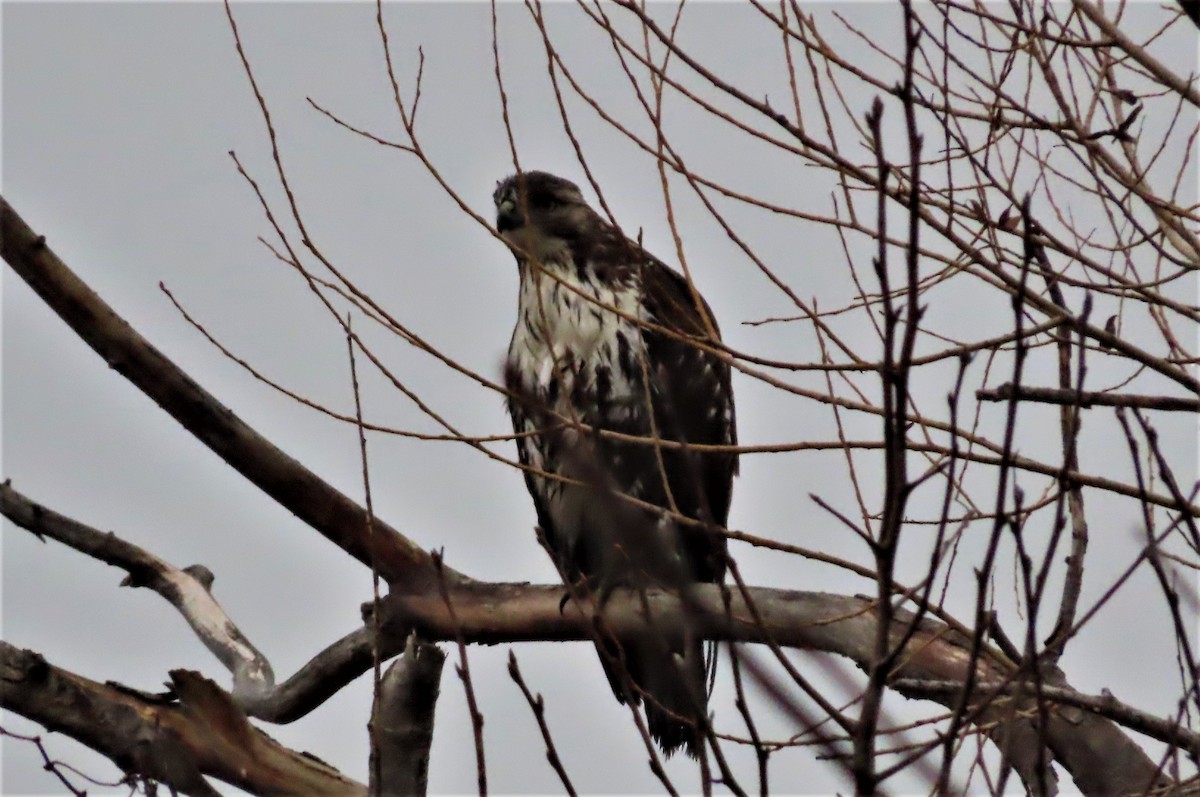 Red-tailed Hawk - ML401307251