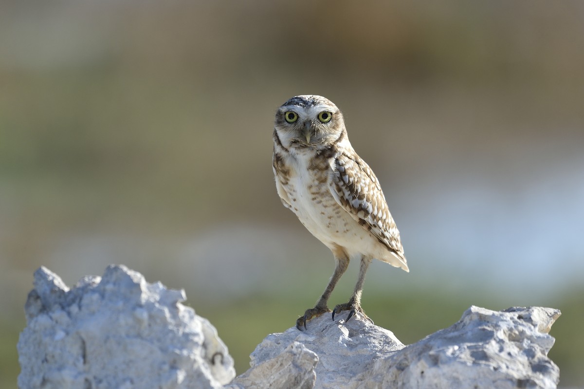 Burrowing Owl - ML40131171
