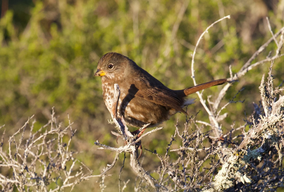 Fox Sparrow (Sooty) - ML401312391