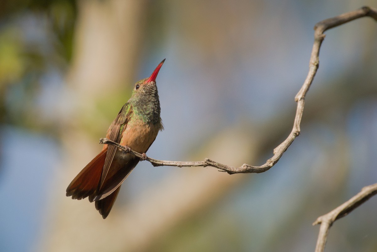 Buff-bellied Hummingbird - Alberto Lobato (El Chivizcoyo)