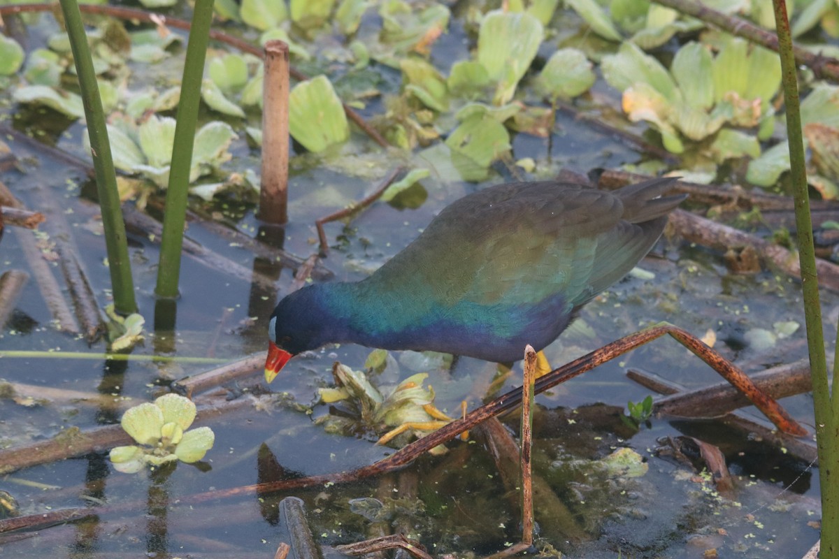 eBird Checklist 1 Jan 2022 The Celery Fields 35 species