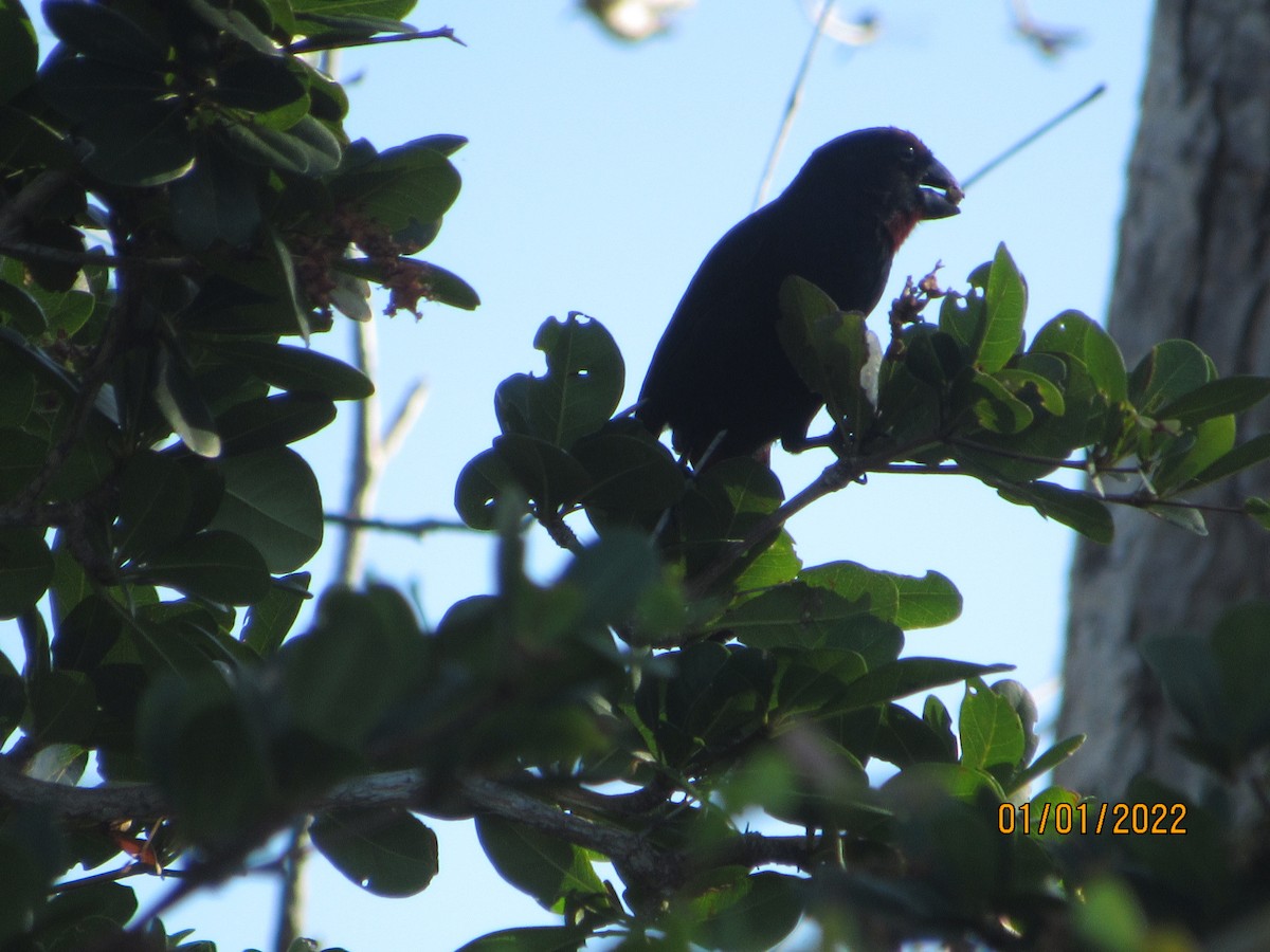 Greater Antillean Bullfinch - ML401330181