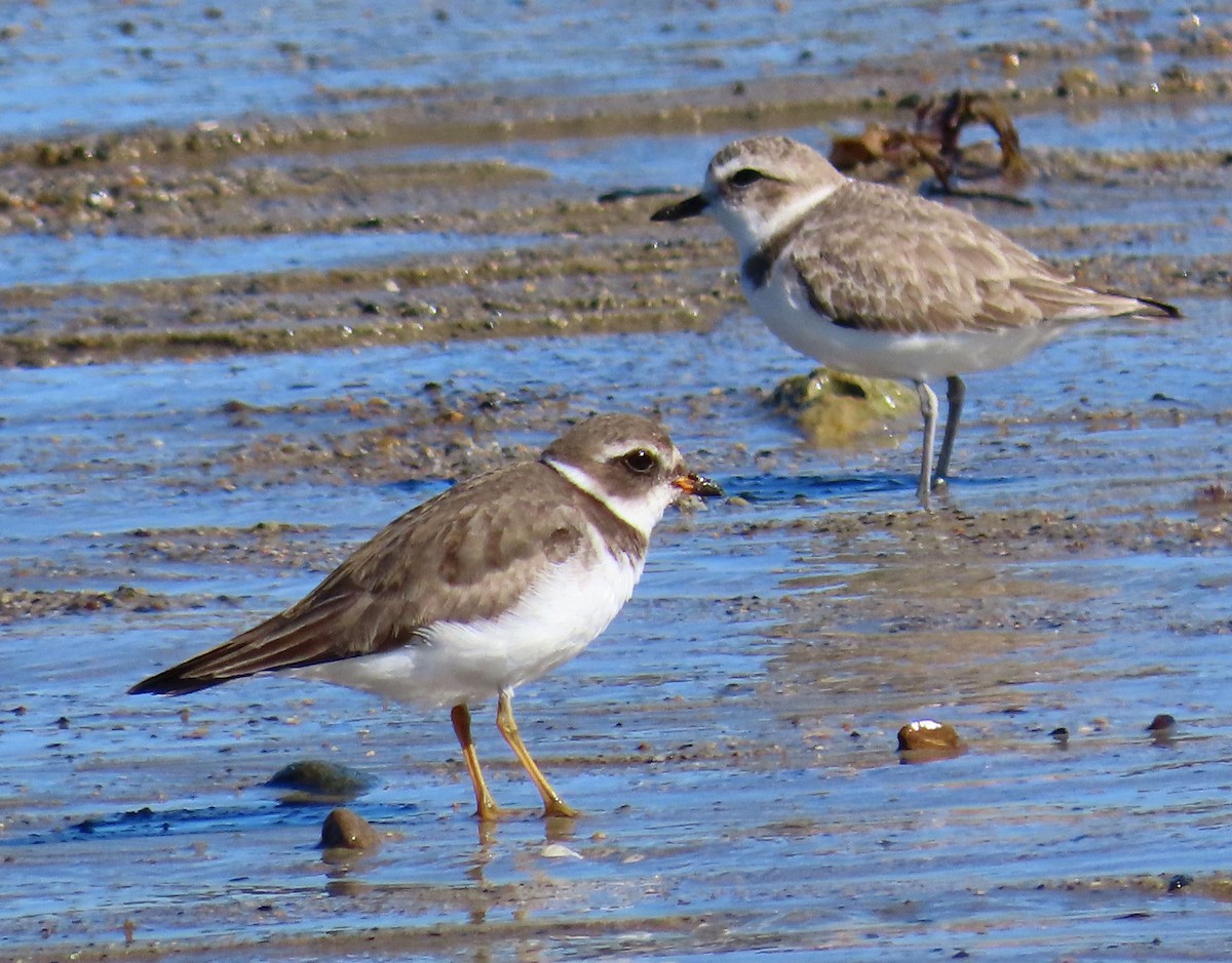 Semipalmated Plover - ML401335971