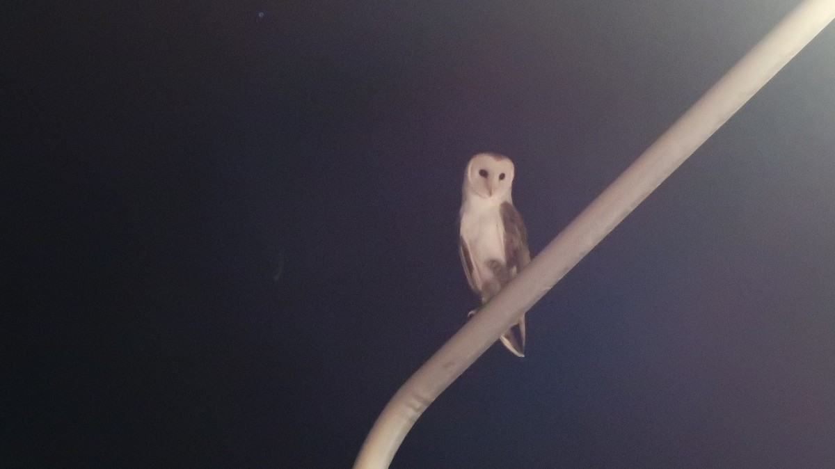 Barn Owl (Lesser Antilles) - Su Stapleton