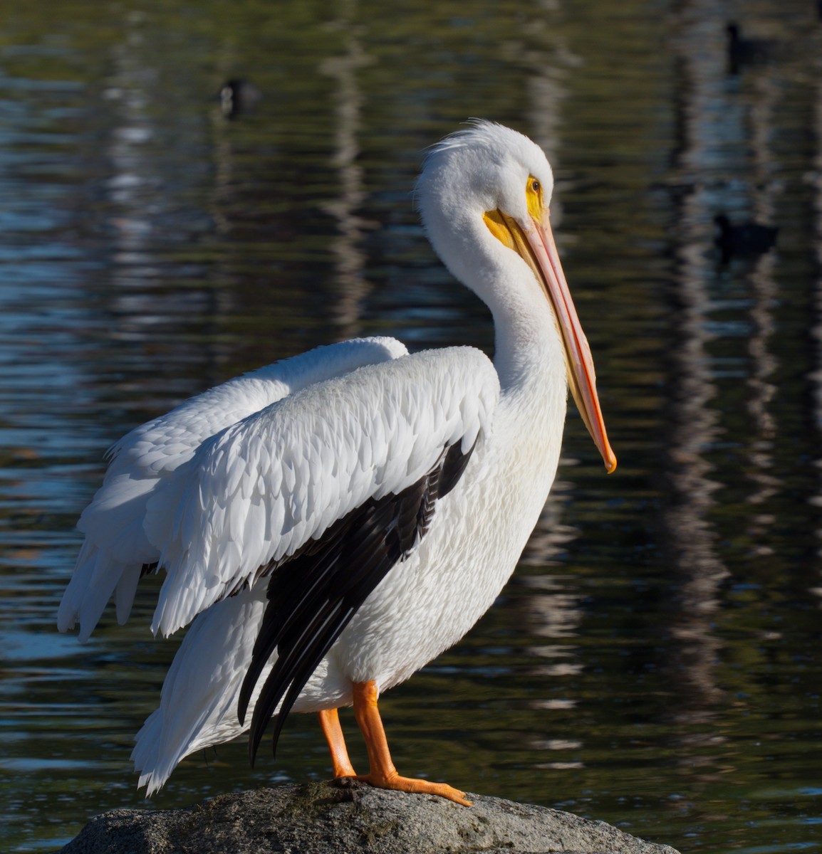pelikán severoamerický - ML401345281