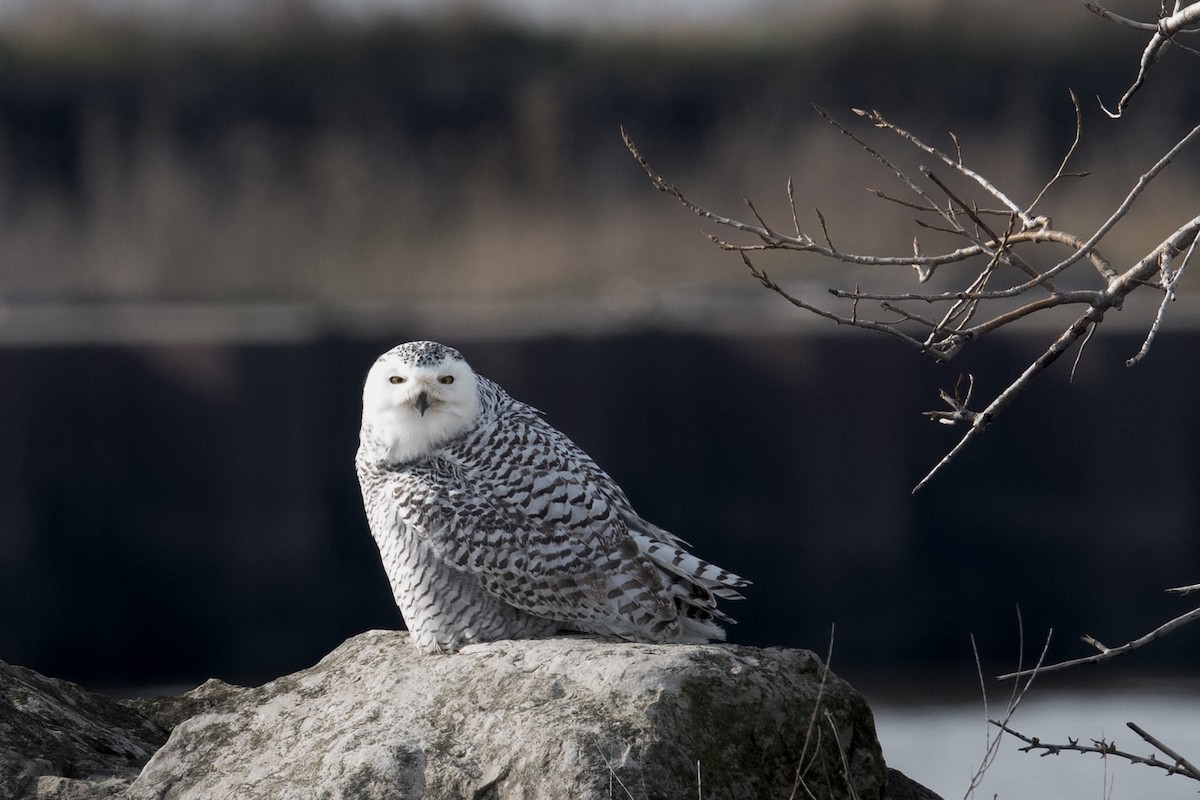 Snowy Owl - ML401347271