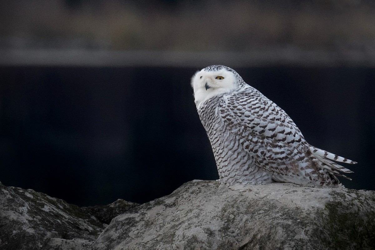 Snowy Owl - ML401354721