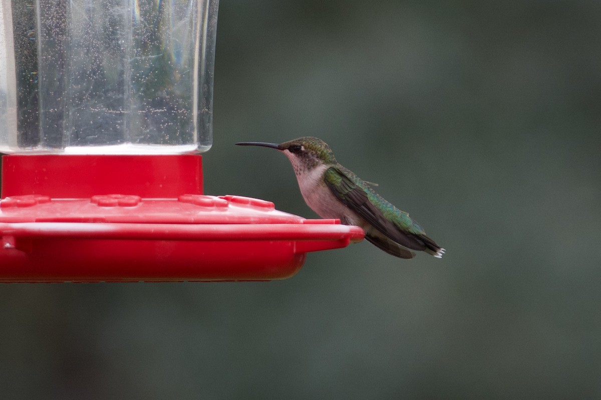 Ruby-throated Hummingbird - ML401355281