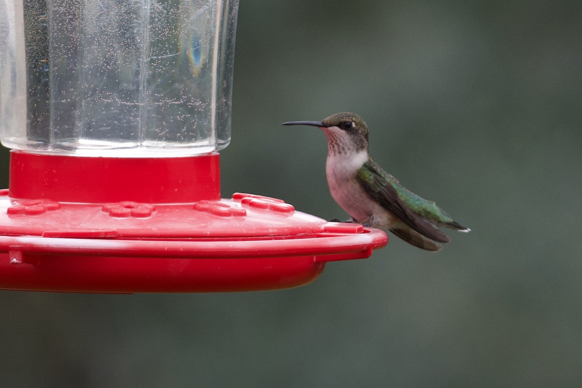 Ruby-throated Hummingbird - ML401355321
