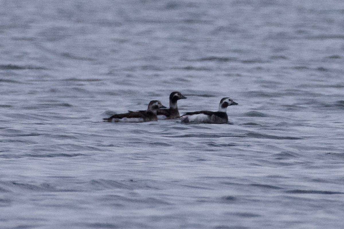 Long-tailed Duck - ML401358031