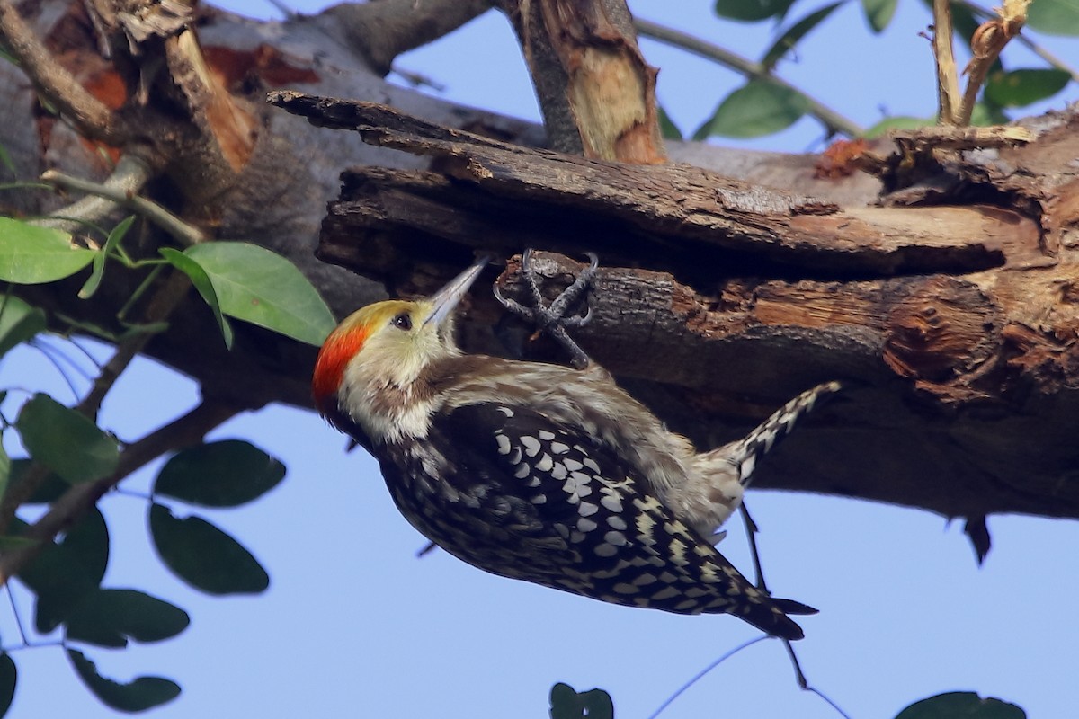 Yellow-crowned Woodpecker - ML401361171