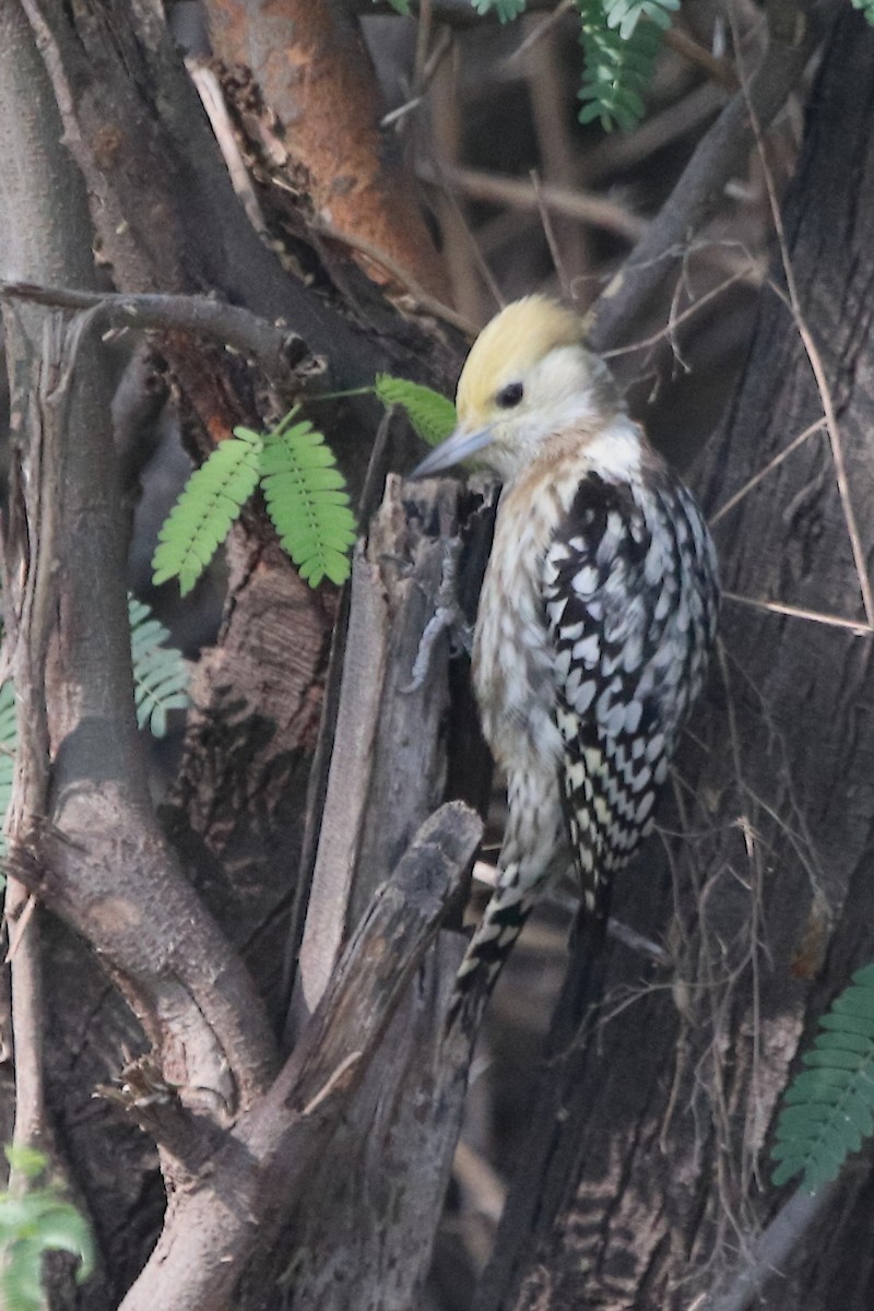Yellow-crowned Woodpecker - ML401361181