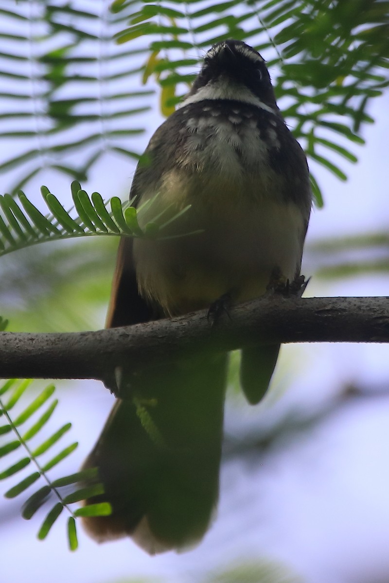 Spot-breasted Fantail - ML401361291