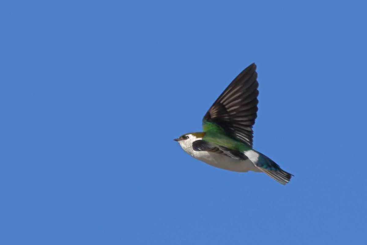 Violet-green Swallow - ML401361461